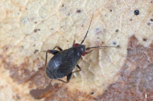 Réf. 194 714 : Chlamydatus evanescens